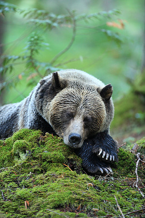 Dulisse.Cat6.GrizzlyBear2